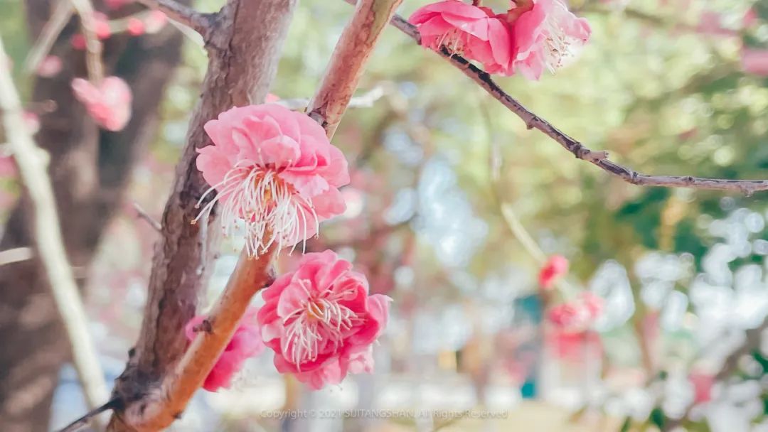 南京赏梅花的绝佳位置,南京赏梅花的最佳地方