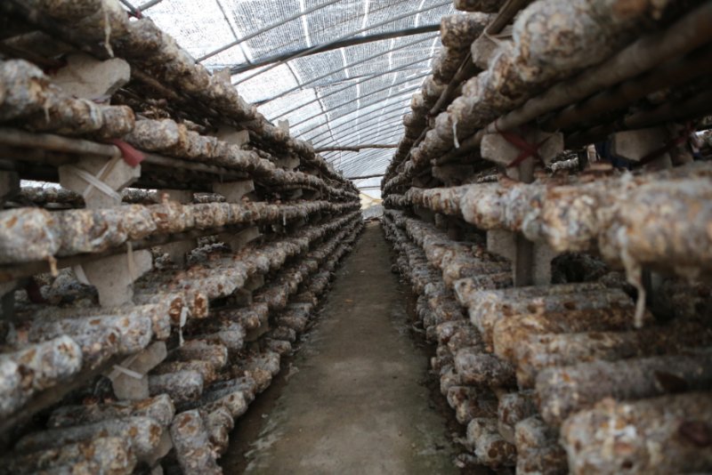 小蘑菇成为富民大产业,小平菇打造致富新名片