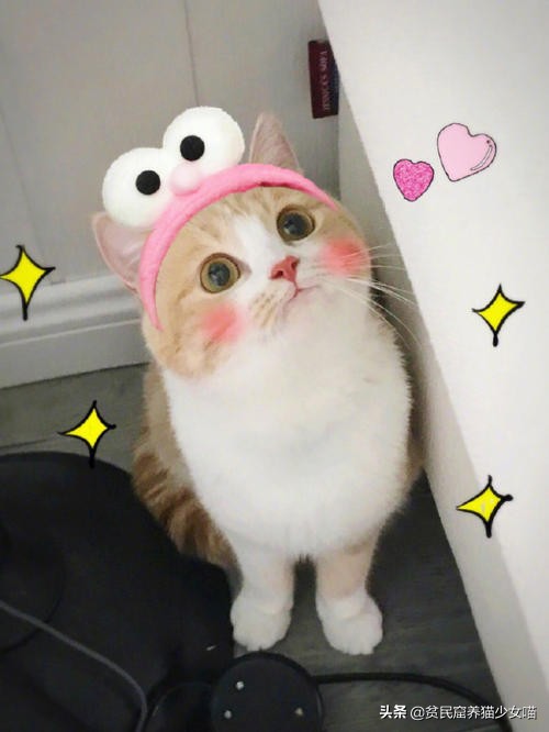 猫咪一学就会，百叫百灵的猫咪应答训练，铲屎官快来补课