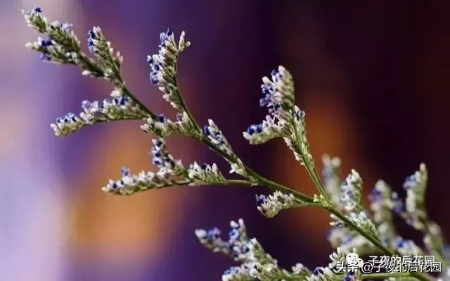 花店常用的配花配草有哪些方法,常见配花配草