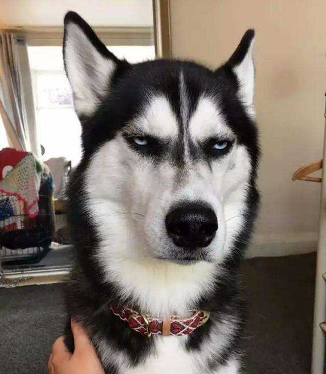 狗界的拆家神器哈士奇,拆家大队哈士奇全集