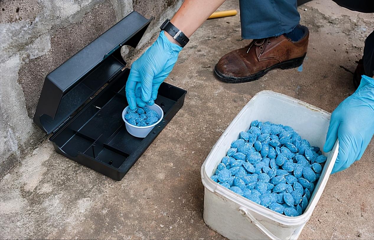 澳大利亚遭遇特大鼠患,澳大利亚鼠患成灾原因