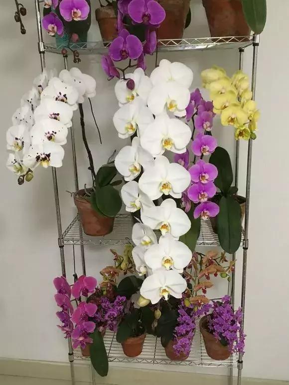 养蝴蝶兰花用营养土可以吗,养蝴蝶兰用苔藓还需要土吗