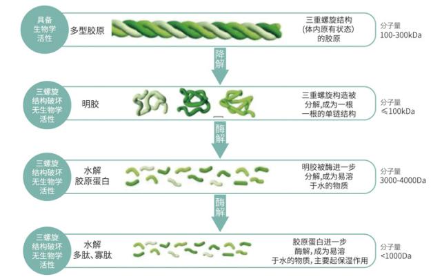排名第一的胶原蛋白精华,类人胶原蛋白精华推荐