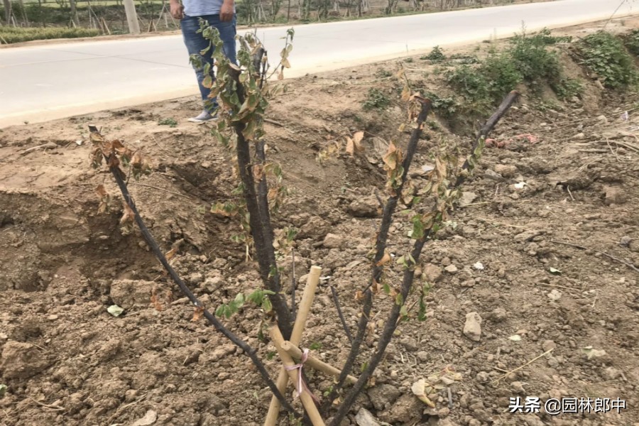 榆叶梅为什么经常干枝死掉,榆叶梅蔫了怎么救