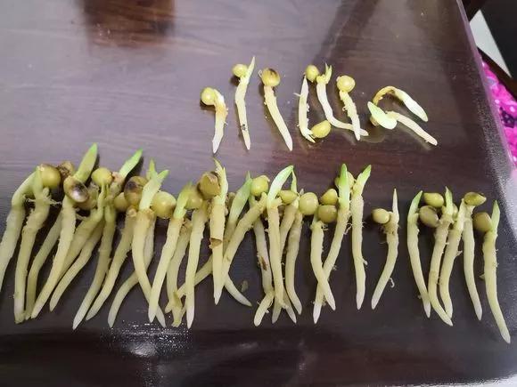 君子兰砍头憋出小芽子怎么养护,君子兰露头后怎么处理