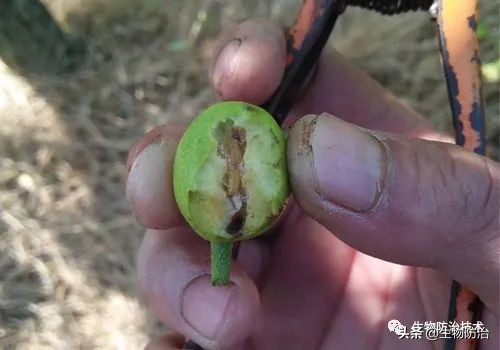 蛀干害虫是钻蛀害虫吗,果树枝干钻蛀害虫图片