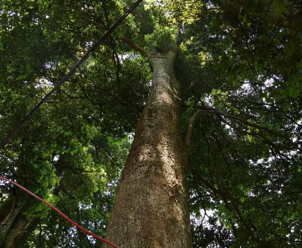 想知道金丝楠家具有必要收藏吗?桢唐帮你分析