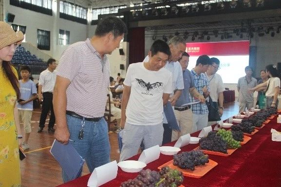 插上农业物联网的翅膀,慈溪葡萄能否扭转产业局面?