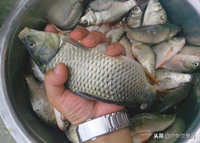 鲫鱼饵料窝料制作方法,鲫鱼饵料窝料怎么兑水