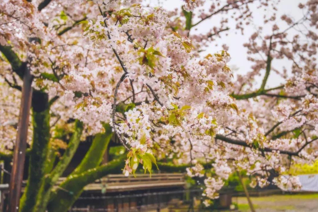 日本樱花季具体时间,日本樱花几月份去最好