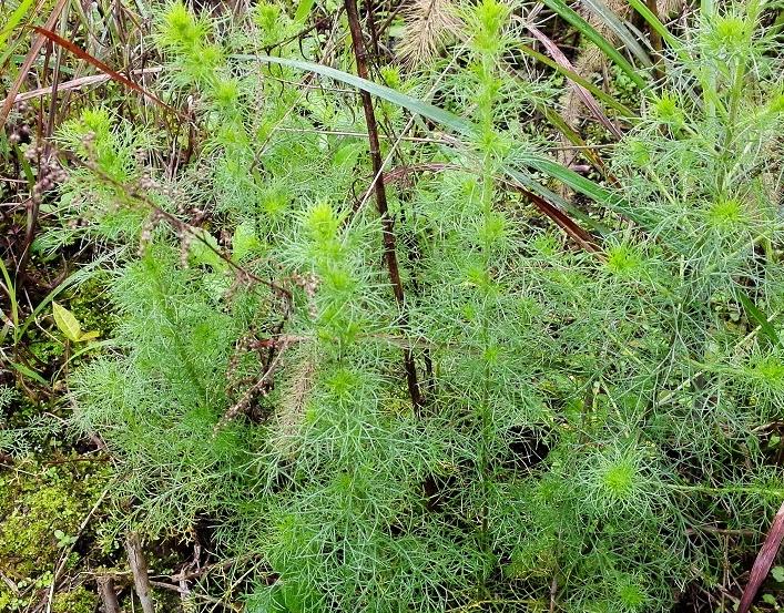 家里养什么植物驱蚊还美观,家里十种驱蚊植物哪种最好