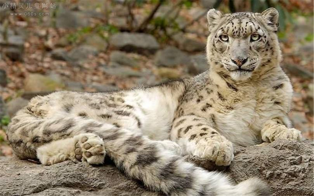 青海三江源雪豹视频,三江源影像实录雪豹