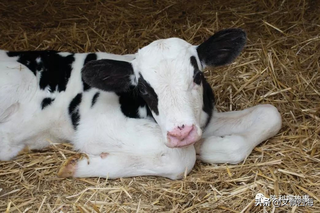 你知道奶牛的一生有多痛苦吗,我们喝牛奶却不知道牛奶从何而来