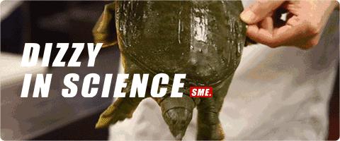 中国最后一只斑鳖,中国最后一只雌性斑鳖