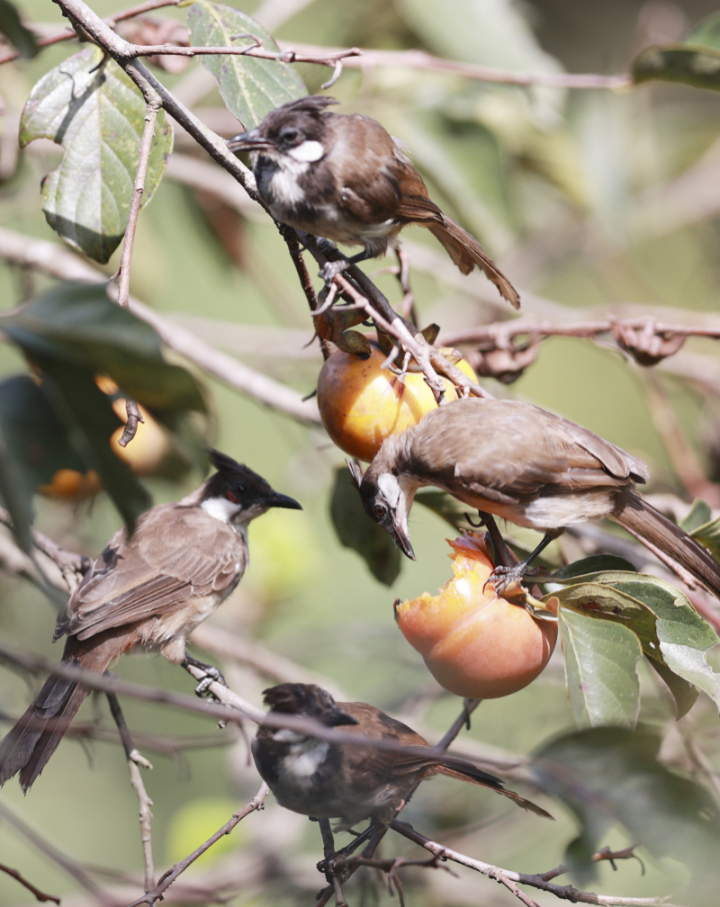 鸟中“C罗”来了!据说是西湖最酷的仔