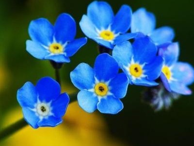 勿忘我种子夏天可以发芽吗,勿忘我种子什么时候播种