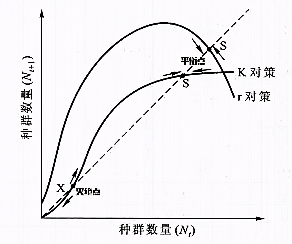 为什么兔子会变得很疯狂,为什么兔子1年四季都在发情