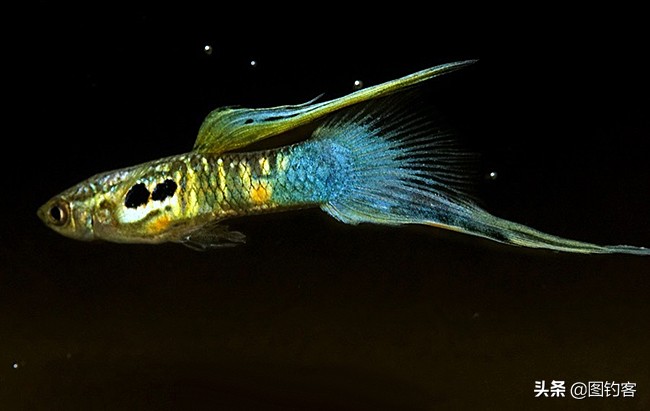 中国前十热带观赏鱼,热带观赏鱼鲤科鱼类主要有哪些鱼