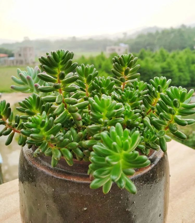 一盆仙人掌和一盆月季的故事,一个多肉的故事