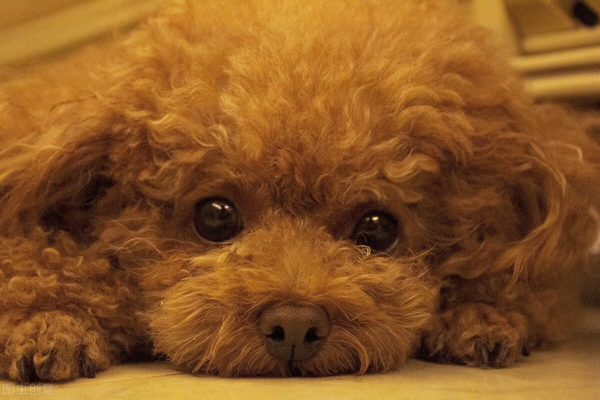 狗狗的饲养方法与技巧,合理饲养狗狗的十大准则