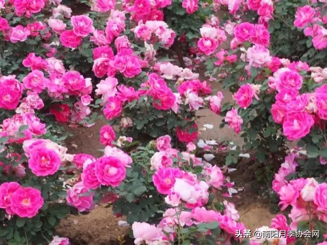 南阳月季欣赏的地方,南阳大月季