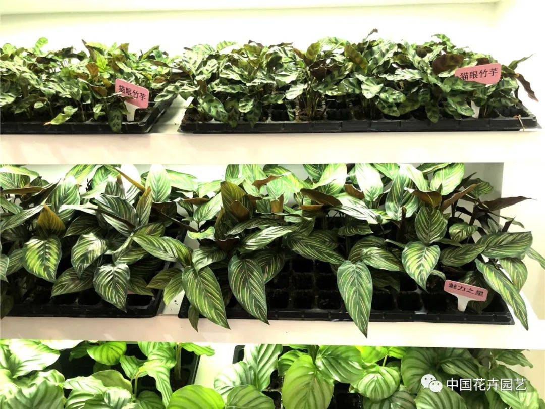 天津东信花卉用好品种和高品质赢得市场|“金花奖”专题