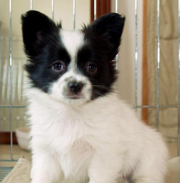 适合小学生养的狗最便宜的小型犬,智商最高的狗狗品种小型犬