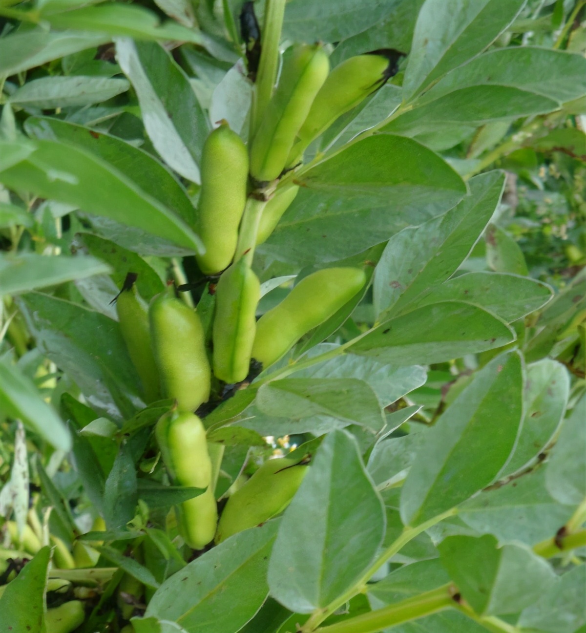 蚕豆你们家乡叫什么,你知道蚕豆是什么吗