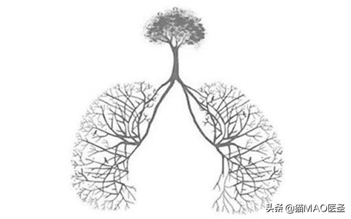 猫咪睡觉呼噜噜呼吸很急促,猫睡觉有声音怎么回事