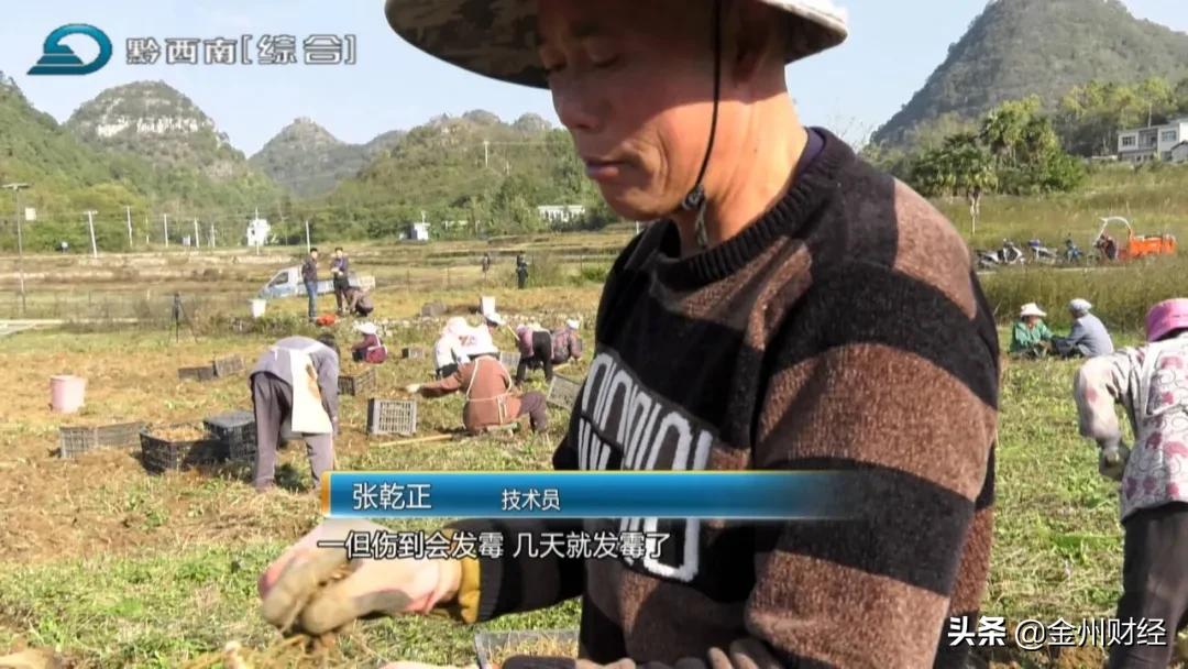 「财富故事」安龙：5000亩白及喜获丰收亩产达6000斤