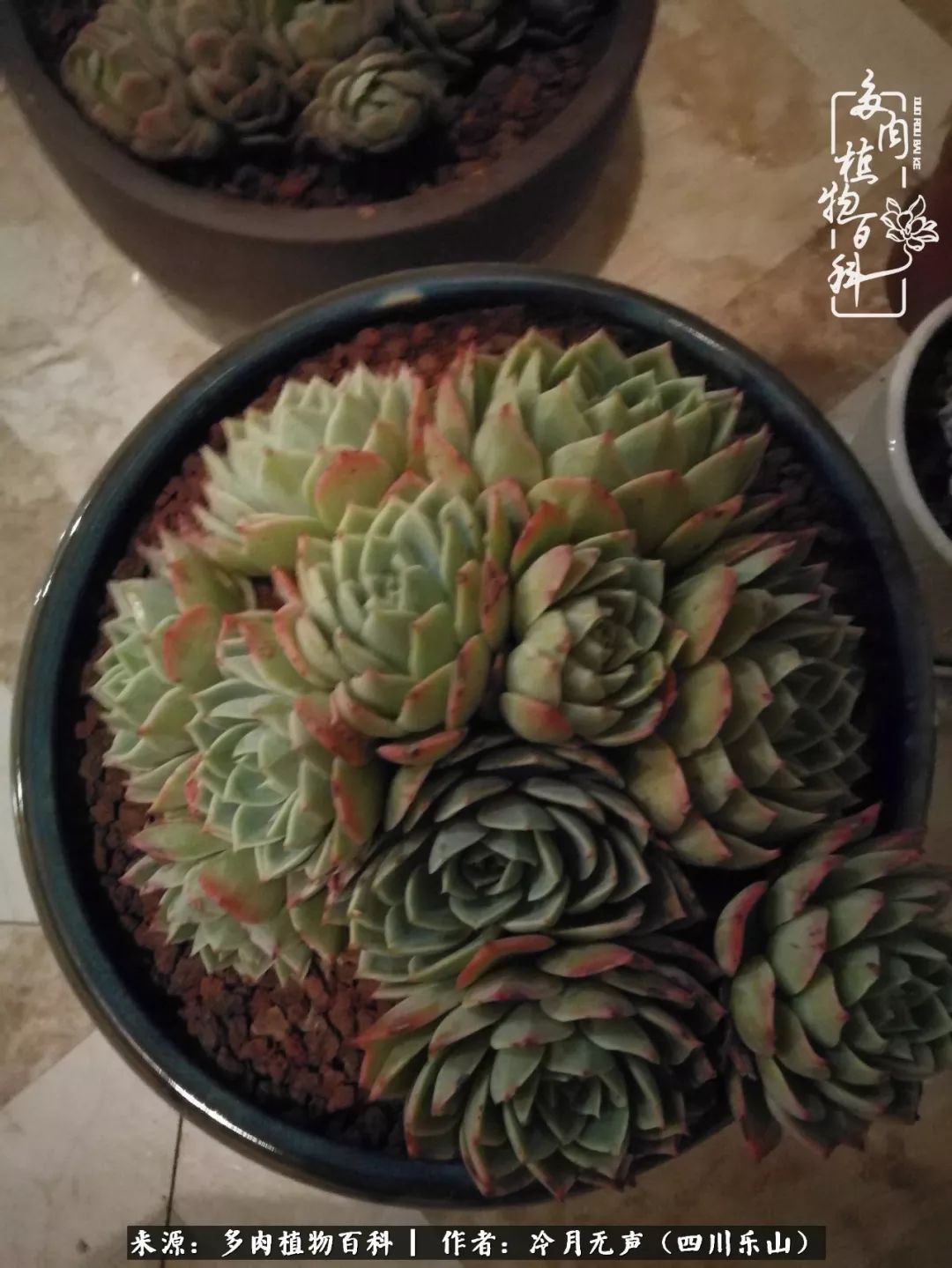 时光见证多肉故事,关于多肉的故事