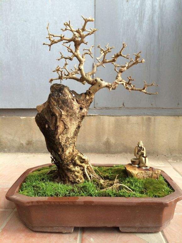 白蜡盆景好养活吗,白蜡盆景的养法和管理