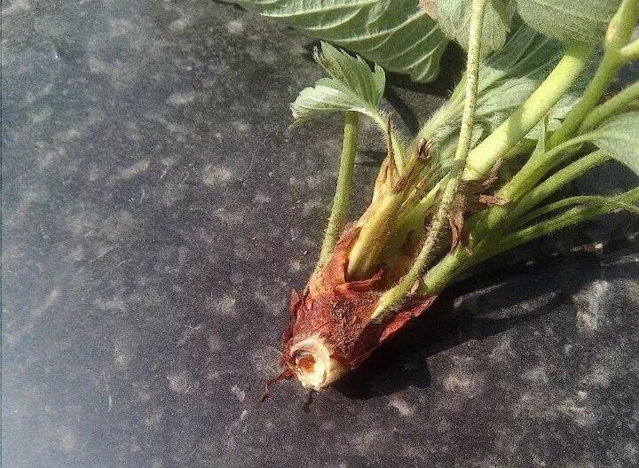 草莓移栽后死苗是什么原因,草莓预防死苗灌根最佳配方