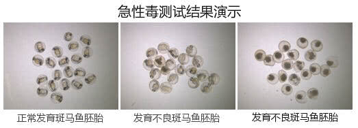 狗粮皇家伯纳天纯 (皇家狗粮和伯纳天纯哪个好)