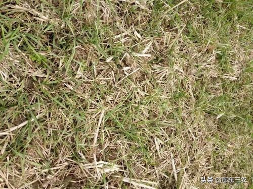 小麦穗下半截枯萎是什么原因,小麦叶片边缘枯萎是什么原因