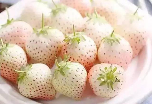 乐乐茶草莓系列,奈雪的茶草莓饮品怎么做