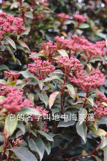 曾是电脑城销售，12年后坐拥60亩私家花园，137万网友跟她看春天