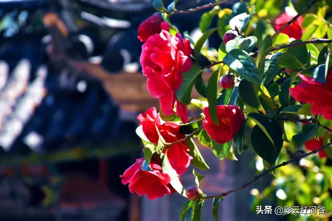 中国云南哪里好看,云南的云彩为什么好看