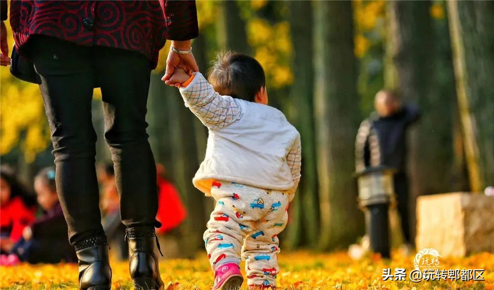 郫都区十大银杏打卡地,郫都区看银杏最好的地方