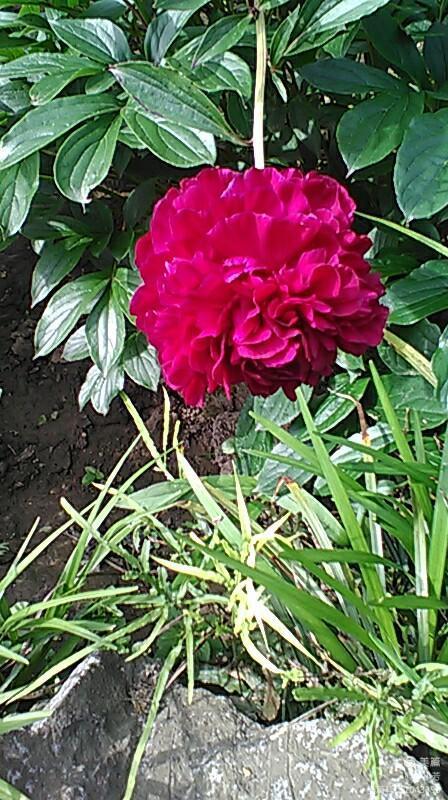 上海中山公园介绍,上海中山公园