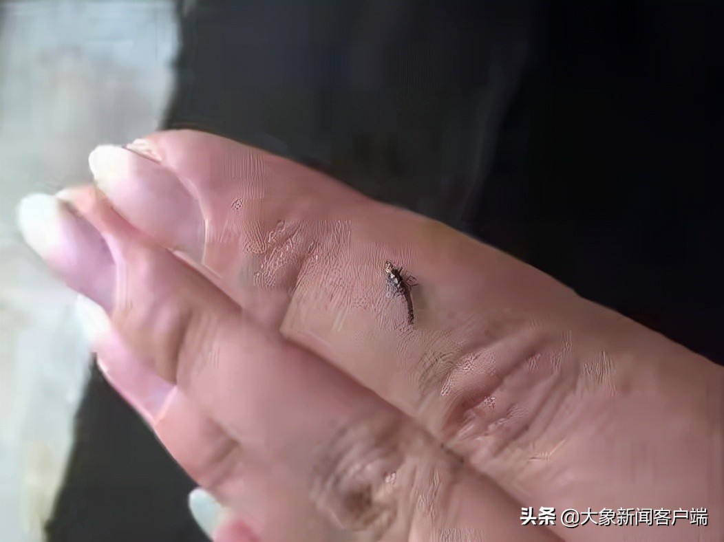 隐翅虫上热搜,一条小虫子上热搜