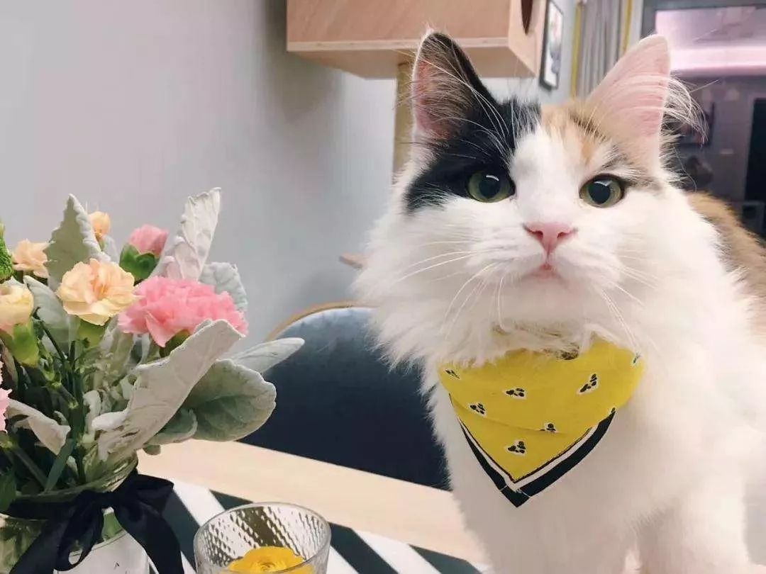 什么叫三花猫和橘猫,什么是三花猫