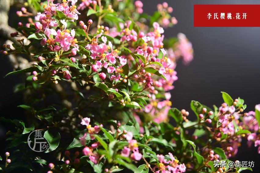 盆景李氏樱桃开花不结果,麻雀虽小五脏俱全小品