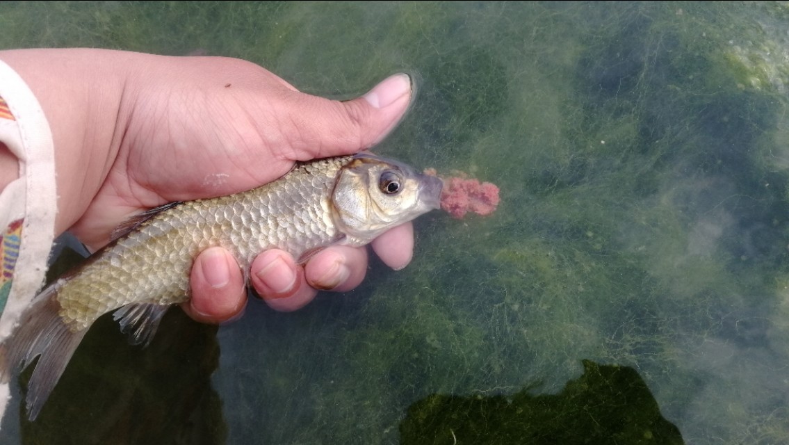 水底青苔厚怎么钓,水底有青苔如何调钓