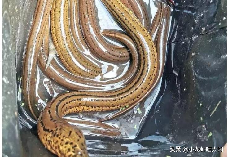 养殖鳝鱼如何调节水质,鳝鱼适合什么条件养殖