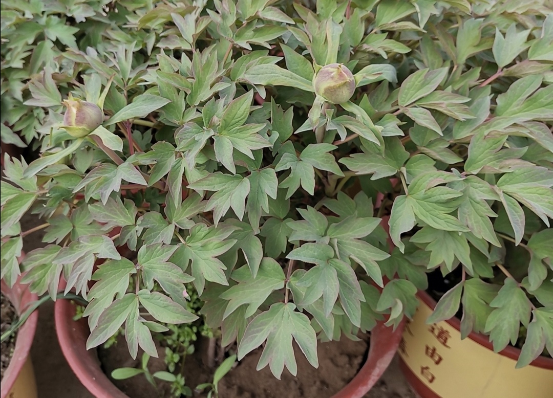 牡丹开花真好看,牡丹好看花不香