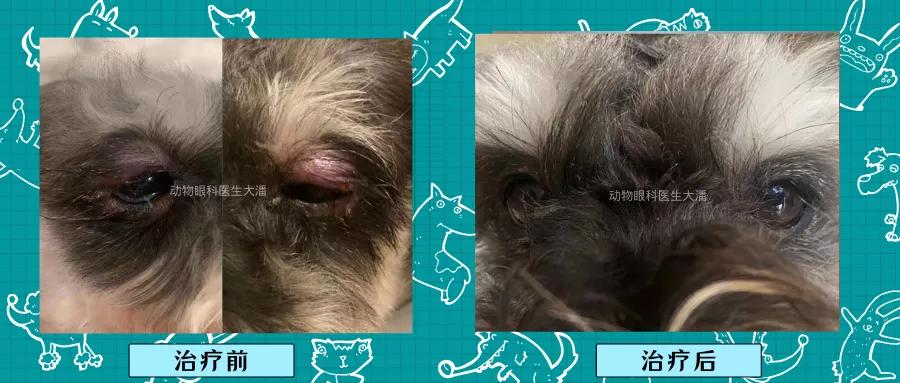 狗狗睑板腺炎最佳治疗方法,狗狗睑板腺炎反复肿怎么办
