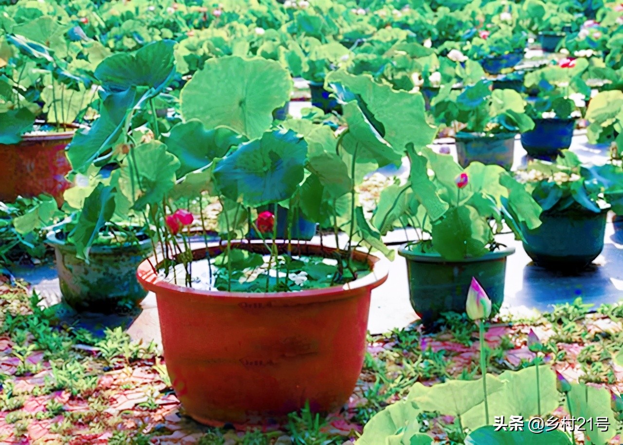 盆栽荷花种植的正确方法,盆栽荷花技巧与方法