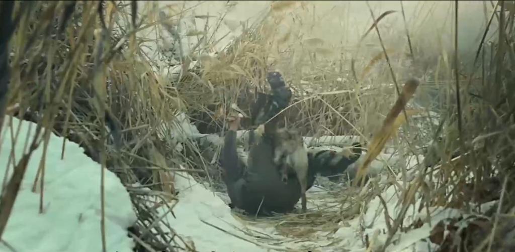 75岁老头被狼群追杀徒手大战狼群,放羊老汉遭遇狼群